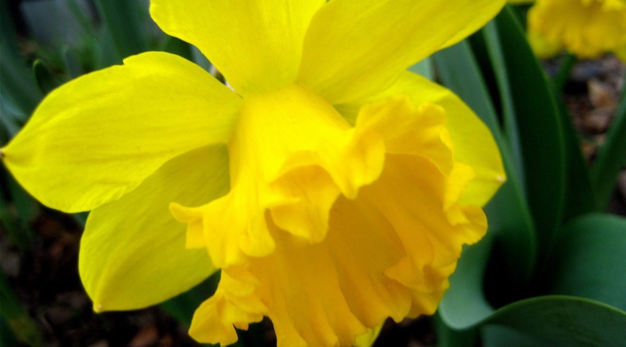 Día 2: Narciso