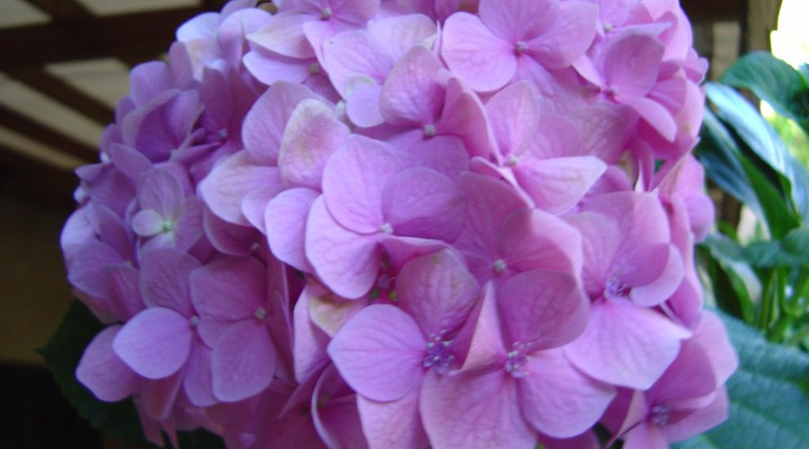 Día 4: Hortensia