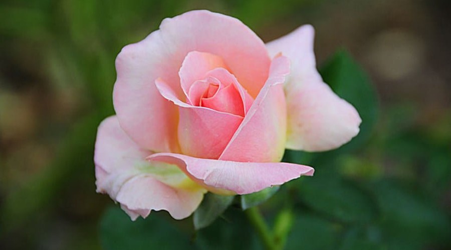 Día 5: Rosa