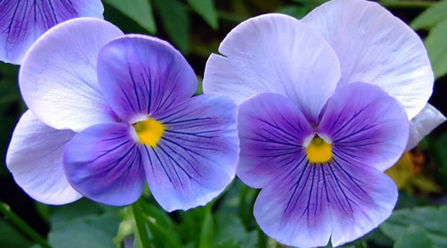Día 9: Violeta