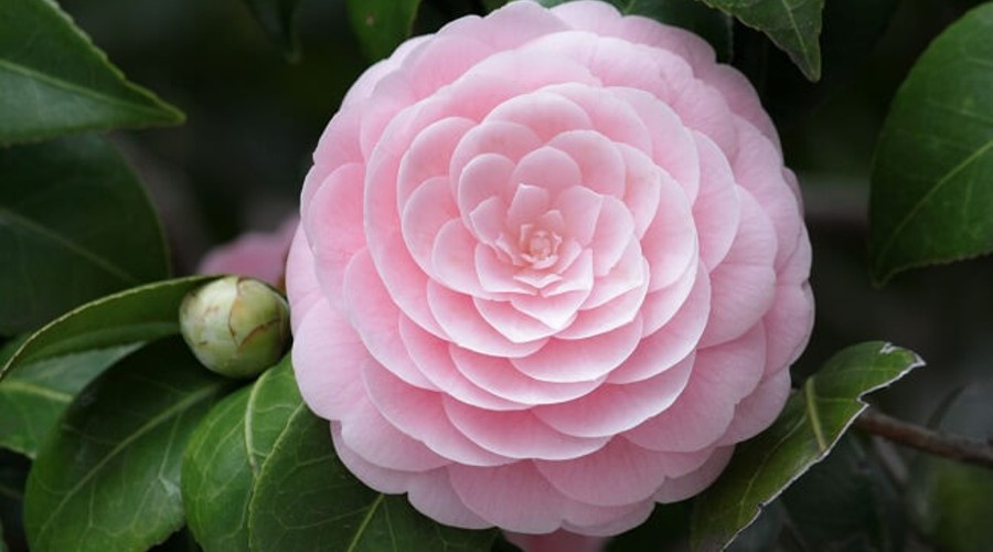Día 14: Camelia