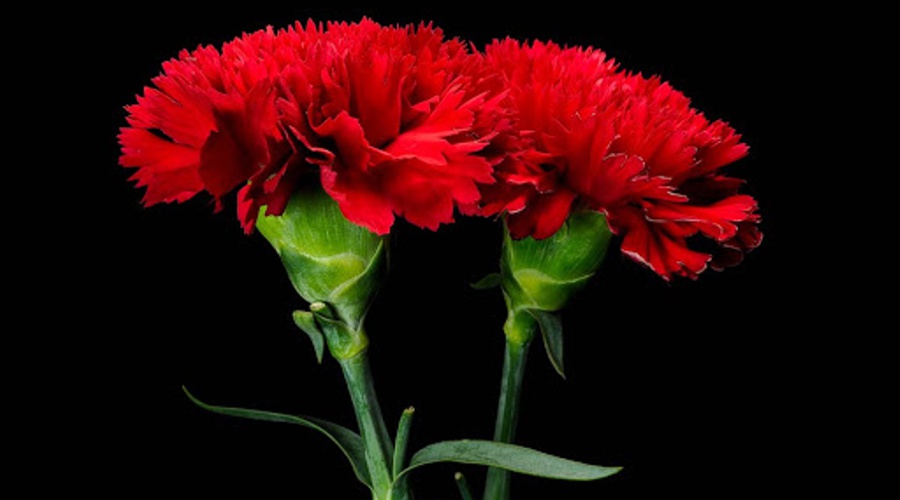Día 17: Clavel