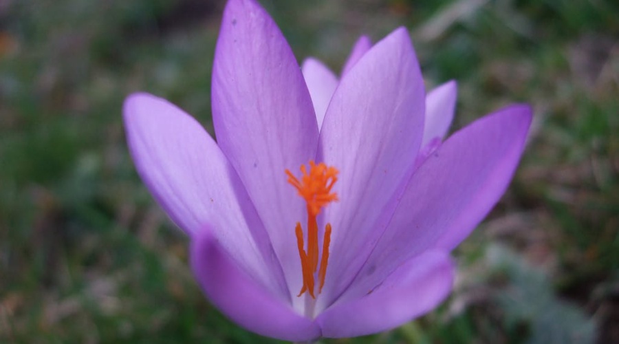 Día 18: Crocus
