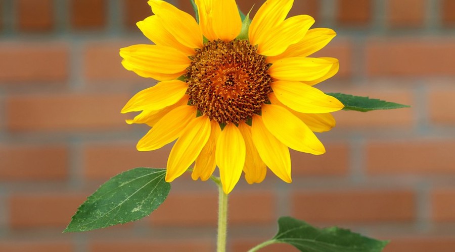 Día 19: Girasol