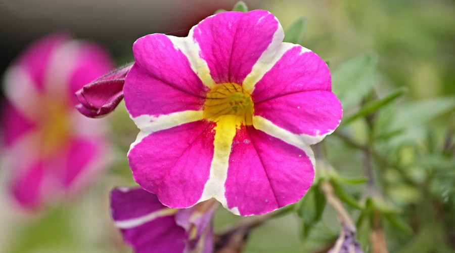 Día 20: Petunia