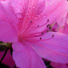 Día 21: Azalea