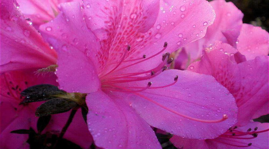 Día 21: Azalea