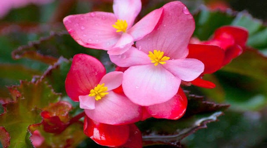 Día 22: Begonia