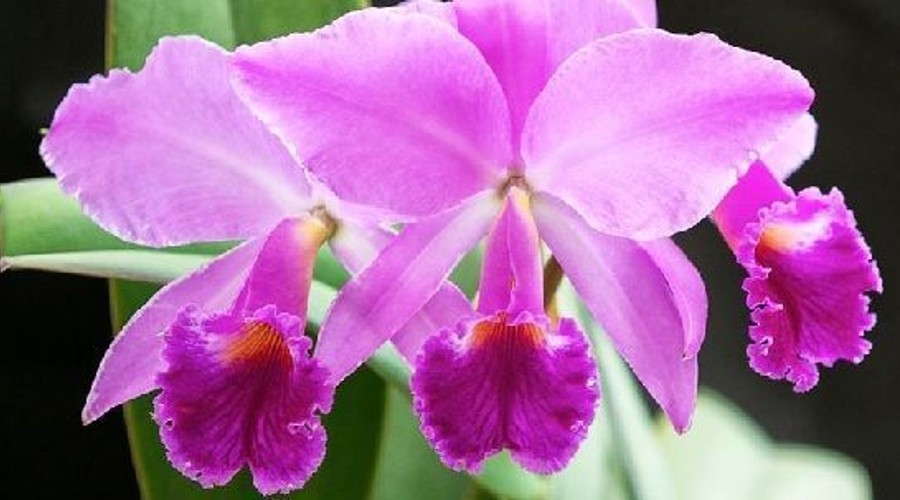 Día 25: Orquídea