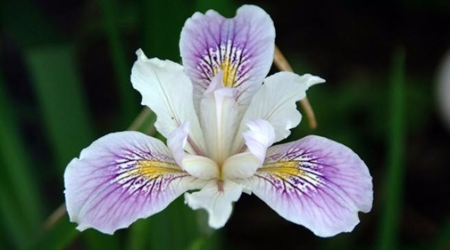 Día 26: Iris