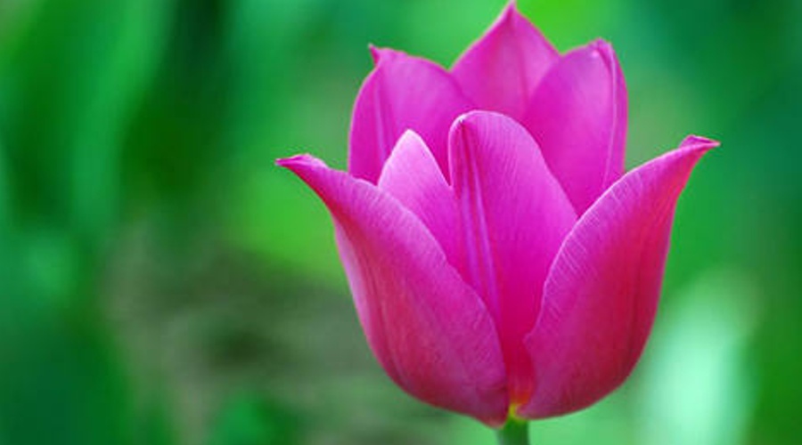 Día 30: Tulipán